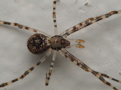 Theridion zantholabio