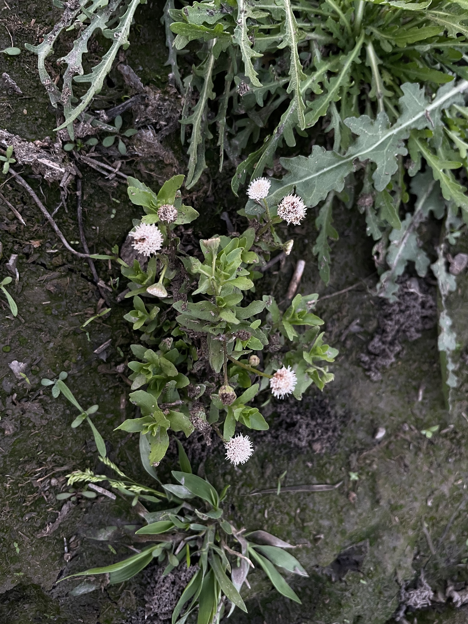 Trichocoronis