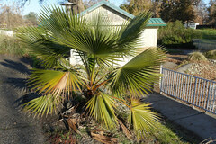 Washingtonia