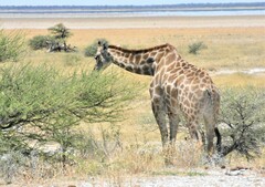 Giraffa camelopardalis angolensis