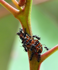 Eurymeloides punctata