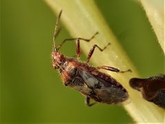 Liorhyssus