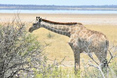 Giraffa camelopardalis angolensis