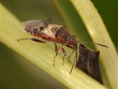 Liorhyssus