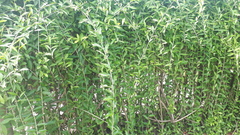 Tarlmounia elliptica