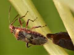 Liorhyssus