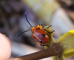 Stethopachys formosa