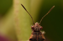 Liorhyssus