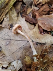 Laccaria laccata pallidifolia