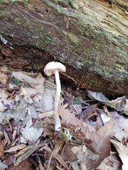 Laccaria laccata pallidifolia