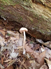 Laccaria laccata pallidifolia