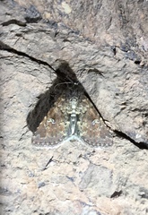 Properigea niveirena