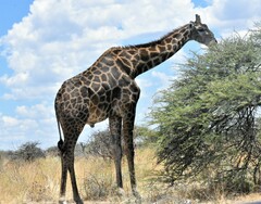 Giraffa camelopardalis angolensis