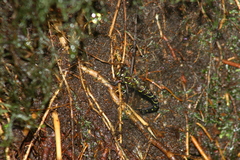 Cephalaeschna asahinai