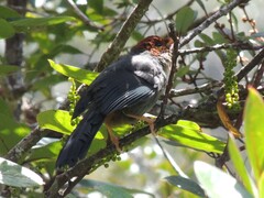 Pterorhinus treacheri