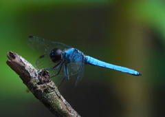 Brachydiplax duivenbodei