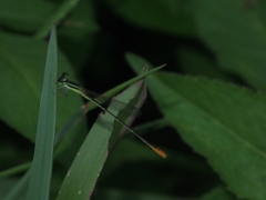 Agriocnemis pygmaea