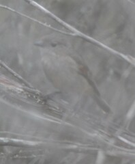 Pachycephala fuliginosa