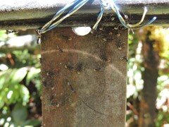 Dolichoderus kinabaluensis