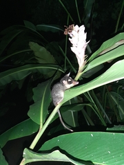 Philander opossum