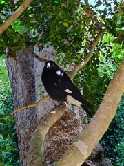 Strepera graculina graculina