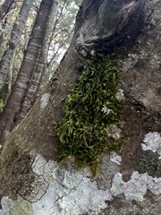 Homalothecium fulgescens