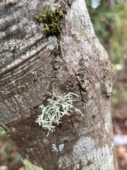 Evernia prunastri