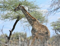 Giraffa camelopardalis angolensis
