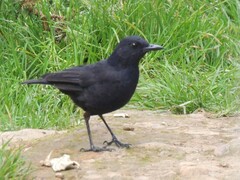 Myophonus borneensis