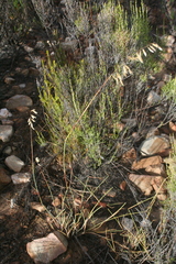 Ehrharta thunbergii