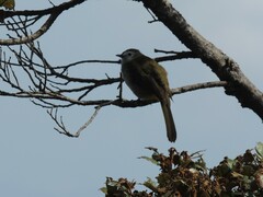 Pycnonotus flavescens