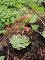 Echeveria secunda