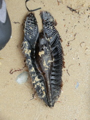 Callorhinchus milii
