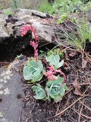 Echeveria secunda