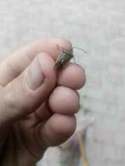 Acanthosoma haemorrhoidale