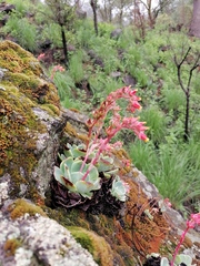 Echeveria secunda
