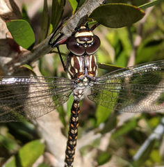 Austroaeschna hardyi