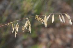 Ehrharta thunbergii