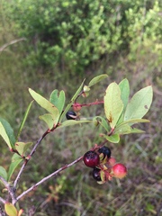 Gaylussacia mosieri image