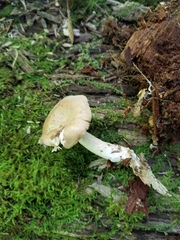 Lactarius imperceptus