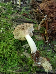 Lactarius imperceptus