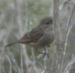 Pachycephala fuliginosa