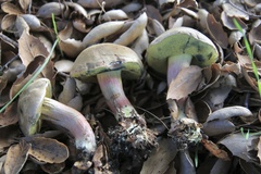 Xerocomellus mendocinensis