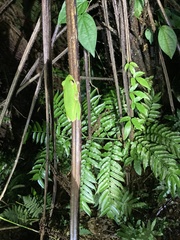 Zhangixalus prasinatus