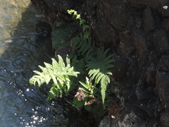 Thelypteridaceae