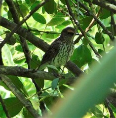 Cinnyricinclus leucogaster
