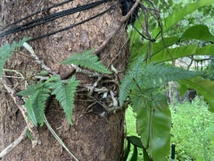 Davallia griffithiana