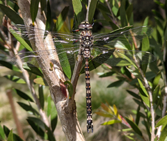 Austroaeschna hardyi