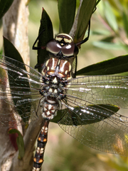 Austroaeschna hardyi