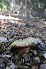 Suillellus amygdalinus